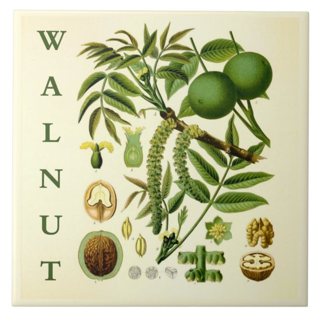 Vintage Kitchen Art: Walnut Nut Tree Leaves Tile (Front)