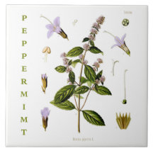 Vintage Kitchen: Peppermint mint plant flowers