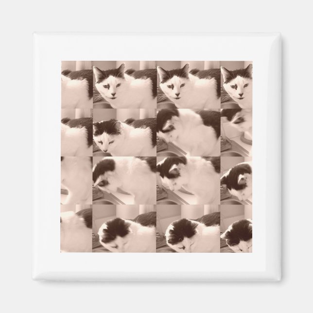Vintage Kitty Cat/Black & White Photo Magnet (Front)