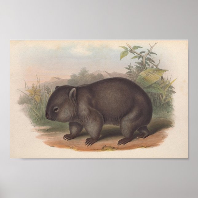 Vintage Koala Illustration Poster (Front)