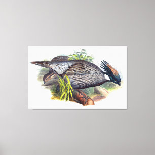 Vintage Koklass Pheasant Bird Canvas Print