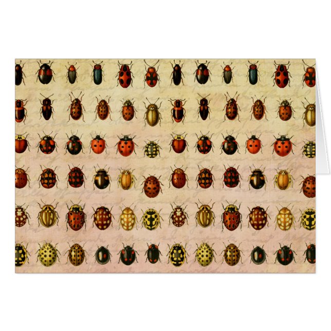Vintage Ladybug Specimen Pattern Antique Insect (Front Horizontal)