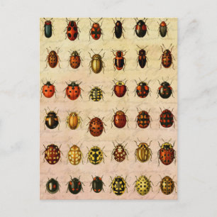 Vintage Ladybug Specimen Pattern Antique Insect Postcard