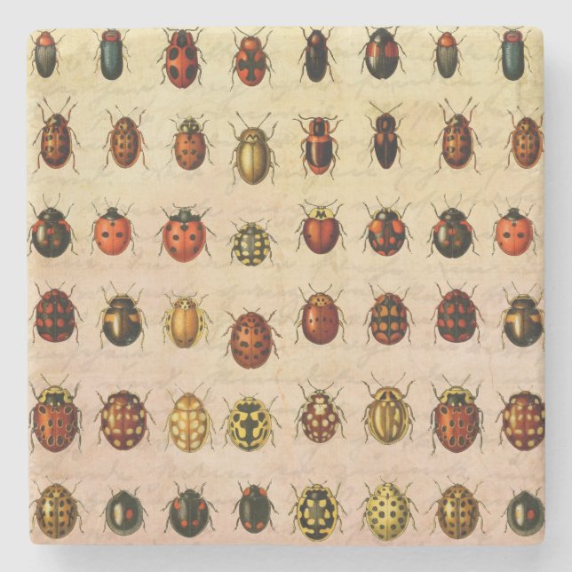 Vintage Ladybug Specimen Pattern Antique Insect Stone Coaster (Front)
