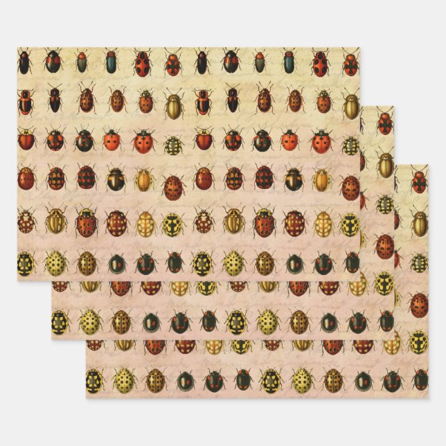 Vintage Ladybug Specimen Pattern Antique Insect Wrapping Paper Sheet (Set)