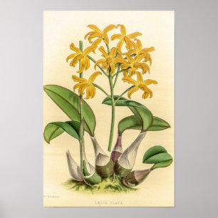 Vintage Laelia Flava Orchid Flower Poster