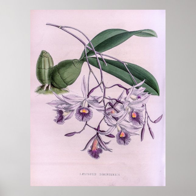 Vintage Laeliopsis Domingensis Orchid Flower Poster (Front)