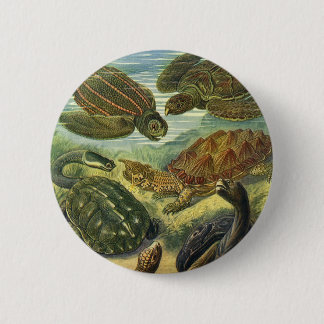 Vintage Land Tortoise Sea Turtles by Ernst Haeckel 6 Cm Round Badge