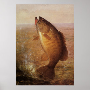 Vintage Largemouth Brown Bass Fish, Sports Fishing Poster