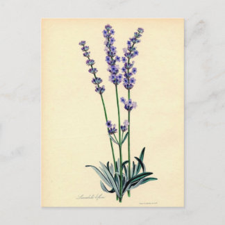 Vintage Lavendar Postcard