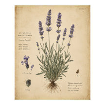 Vintage Lavender Botanical Art Print