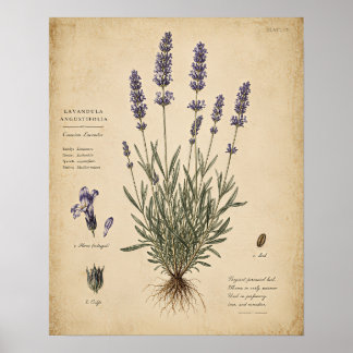 Vintage Lavender Botanical Art Print