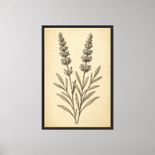 Vintage Lavender Botanical Engraving Canvas Print