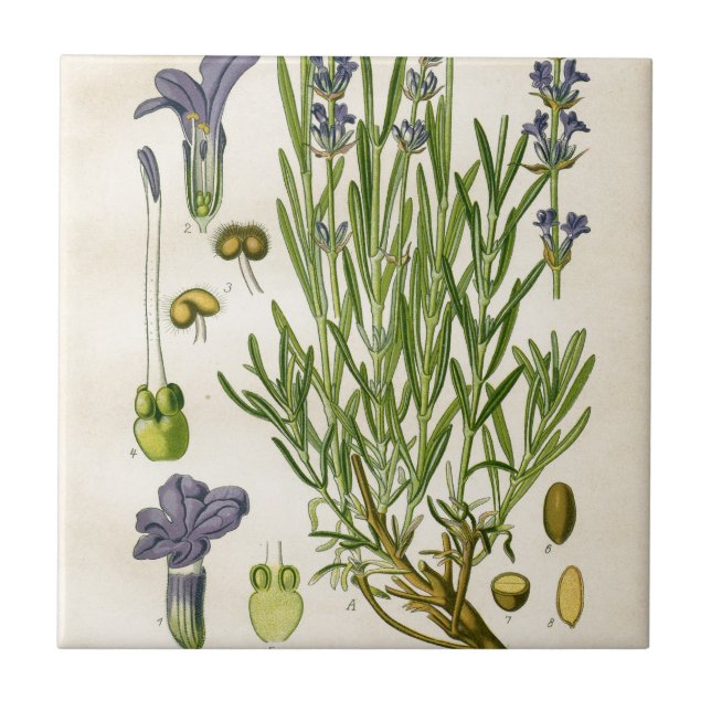Vintage Lavender Botanical Print Tile (Front)