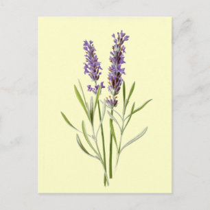 Vintage Lavender Illustration Postcard