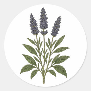 Vintage Lavender Sticker - round