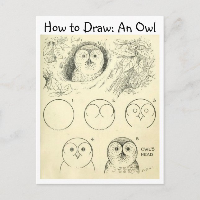 Vintage Learn How to Draw an Owl Postcard (Front)