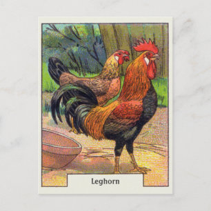 Vintage Leghorn Chicken Postcard