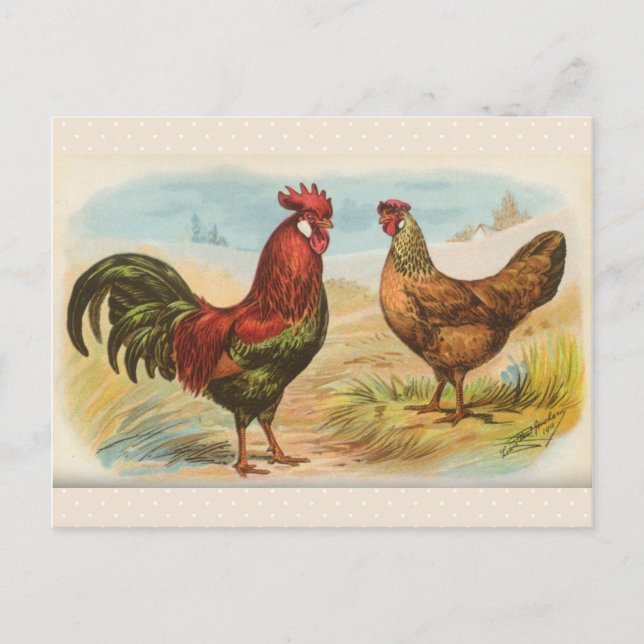 Vintage "Leghorn Chickens" Postcard (Front)