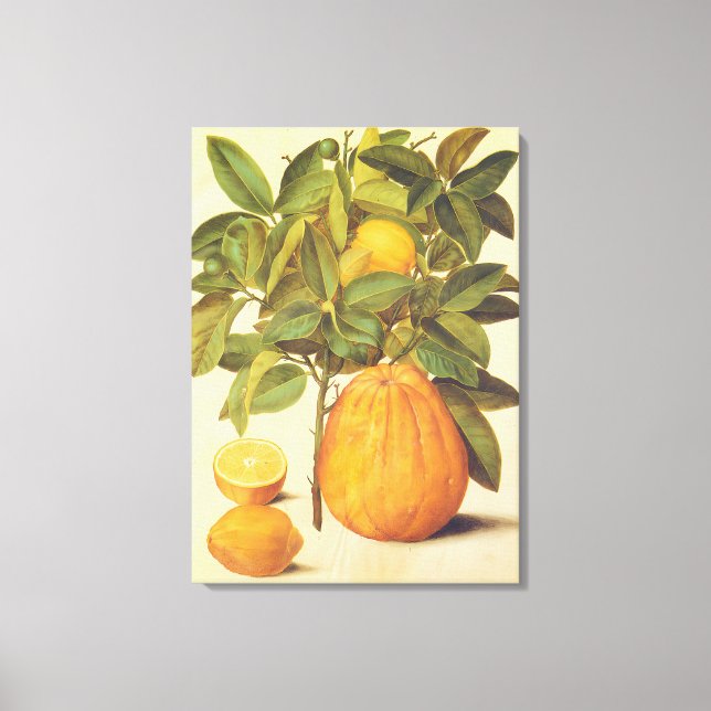 Vintage Lemon and Pomelo Botanical Painting Canvas Print (Front)