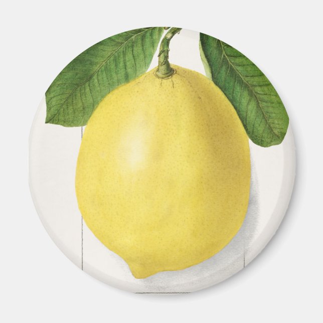 Vintage lemon magnet (Front)