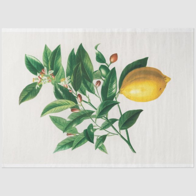 Vintage Lemon Scientific Drawing Fruit Tissue Paper (Front)