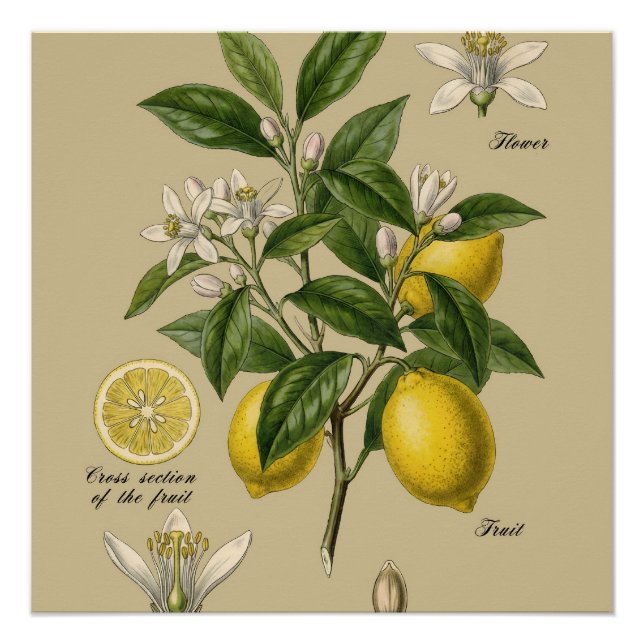 Vintage Lemon Tree Botanical Illustration Board Poster (Front)