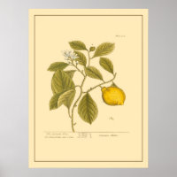 Vintage Lemon Tree Botanical Kitchen Art