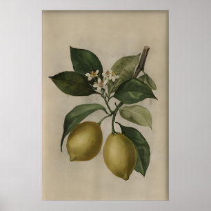 Vintage Lemon Tree Print, Antique Still Life Poster