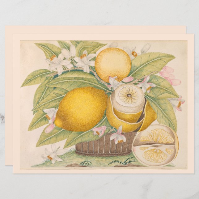 Vintage Lemons Citrus Fruit Drawing Scrapbook Page (Front/Back)