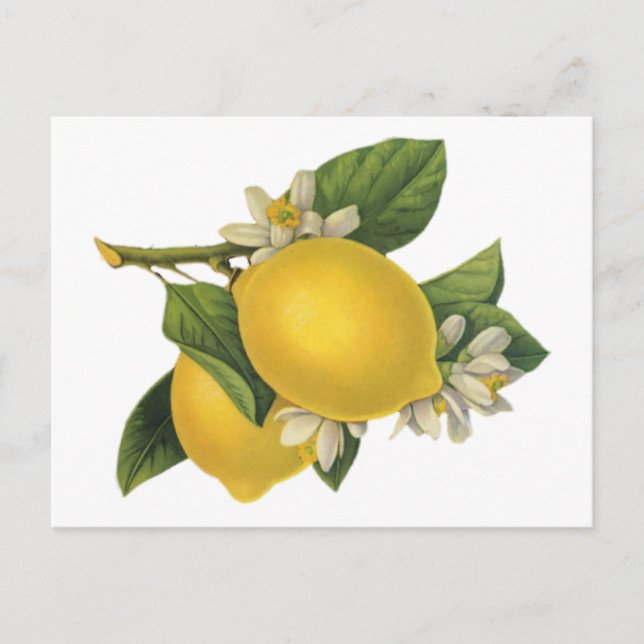 Vintage Lemons Illustration Postcard (Front)