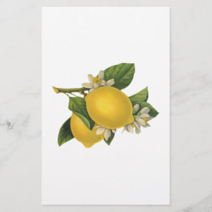 Vintage Lemons Illustration Stationery