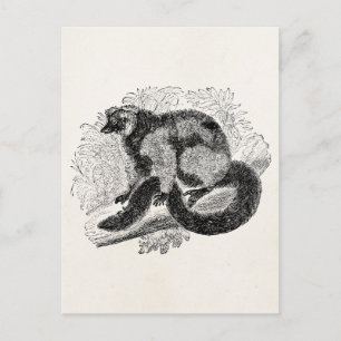 Vintage Lemur 1800s Lemurs Illustration Template Postcard