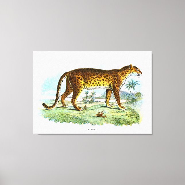Vintage Leopard Animal Illustration Canvas Print (Front)