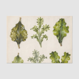 Vintage Lettuce Leaves Botanical Herbarium Green  Tissue Paper