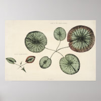 Vintage Lily Pad Botanical Sketch Art Print