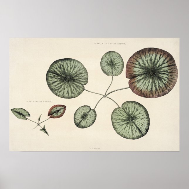Vintage Lily Pad Botanical Sketch Art Print (Front)