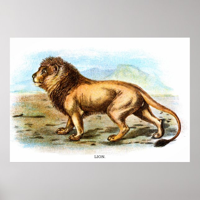 Vintage Lion Animal Illustration Poster (Front)