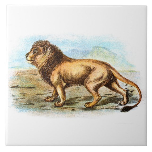 Vintage Lion Animal Illustration Tile (Front)