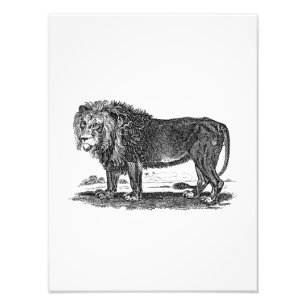 Vintage Lion Illustration - 1800's African Animal Photo Print