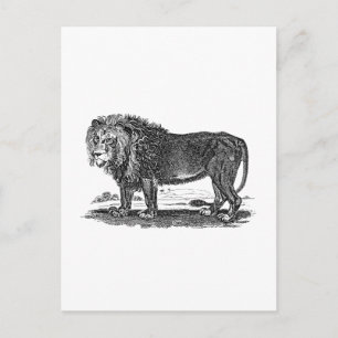 Vintage Lion Illustration - 1800's African Animal Postcard