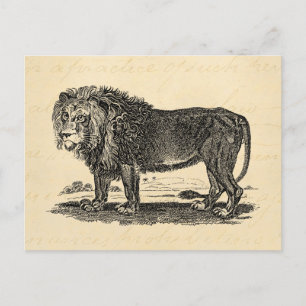 Vintage Lion Illustration - 1800's African Animal Postcard