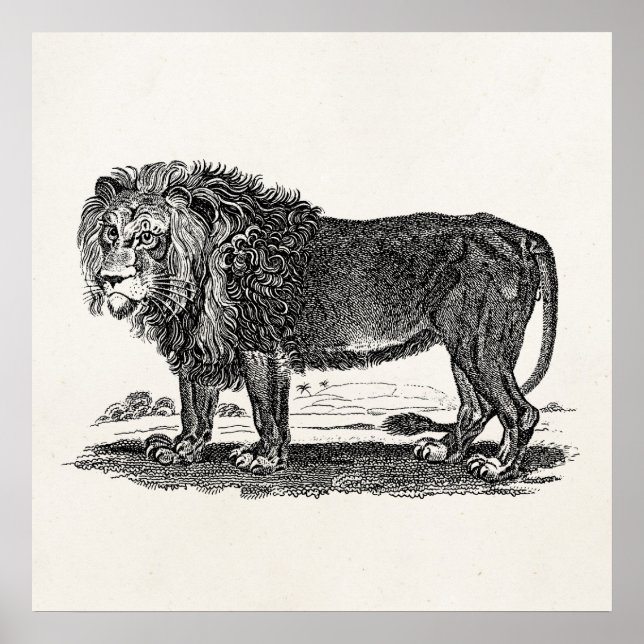 Vintage Lion Illustration - 1800's African Animal Poster (Front)