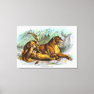 Vintage Lioness And Cubs Animal Illustration Canvas Print