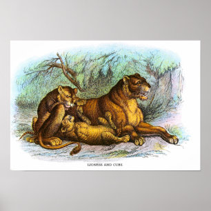 Vintage Lioness And Cubs Animal Illustration Poster