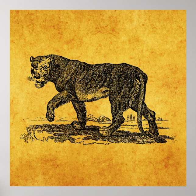 Vintage Lioness Illustration - 1800's Lion African Poster (Front)