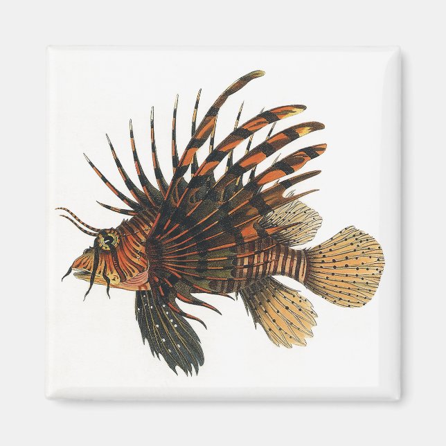 Vintage Lionfish Fish, Marine Ocean Life Animal Magnet (Front)