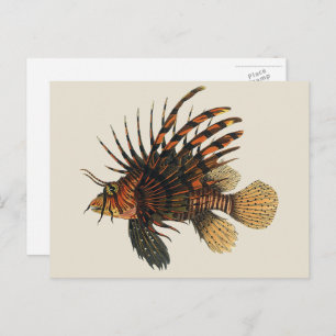 Vintage Lionfish Fish, Marine Ocean Life Animal Postcard