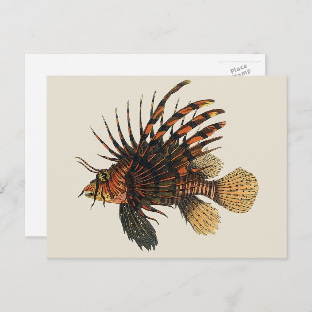 Vintage Lionfish Fish, Marine Ocean Life Animal Postcard (Front/Back)