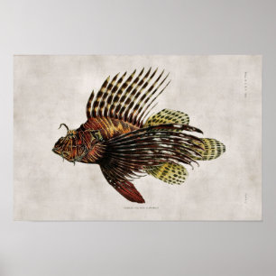 Vintage Lionfish Poster